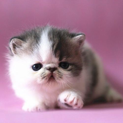 点击大图看下一张：一组乖巧可爱的加菲猫图片