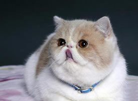 一组乖巧可爱的加菲猫图片