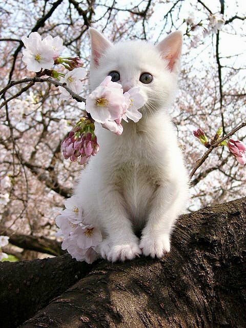 点击大图看下一张：樱花下可爱小猫咪唯美图片