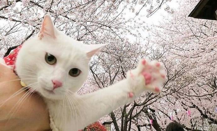 点击大图看下一张：樱花下可爱小猫咪唯美图片