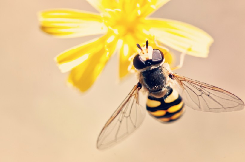 点击大图看下一张：正在辛勤工作的蜜蜂图片