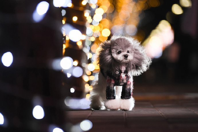 点击大图看下一张：一组夜景里的马尔济斯狗狗图片