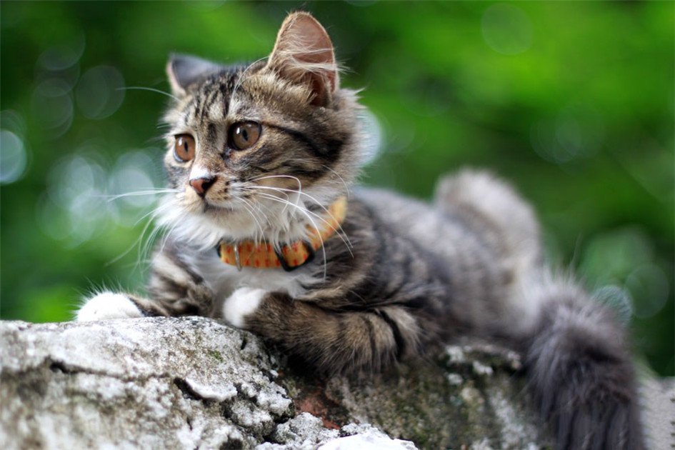 点击大图看下一张：超可爱的许愿猫图片