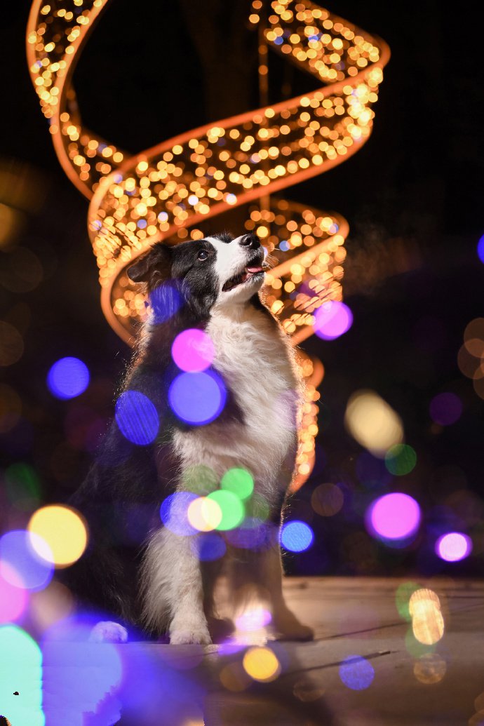 点击大图看下一张：一组可爱的夜景拍摄的边牧小狗狗