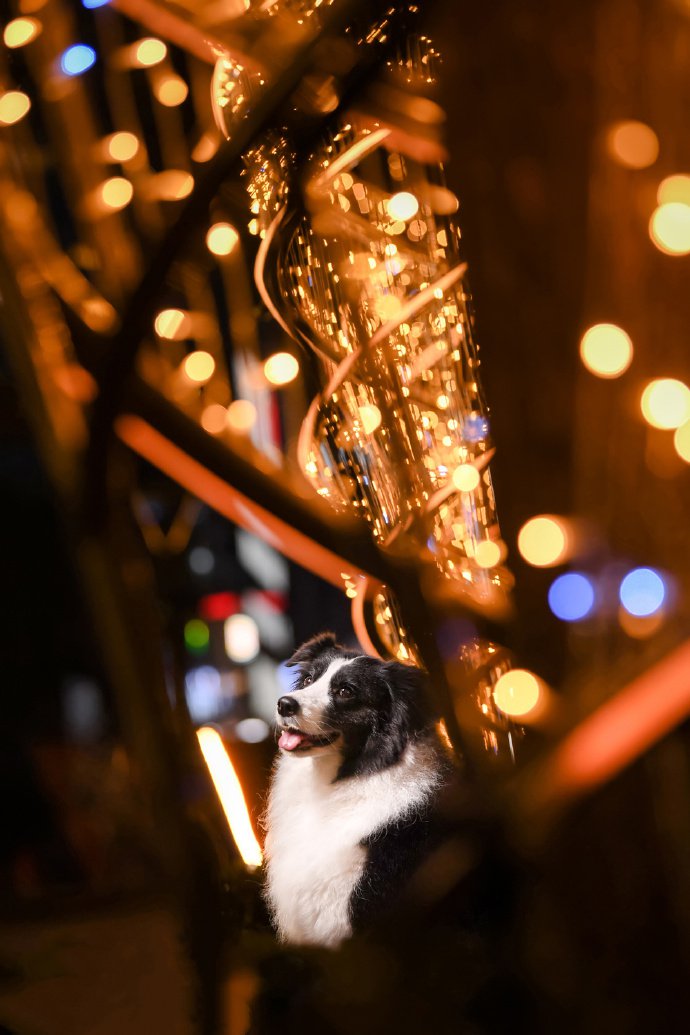 点击大图看下一张：一组可爱的夜景拍摄的边牧小狗狗