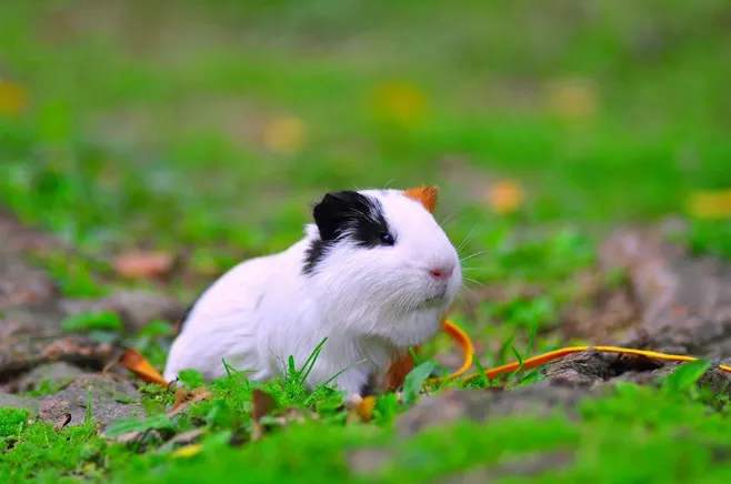 点击大图看下一张：青青草地里的豚鼠图片欣赏