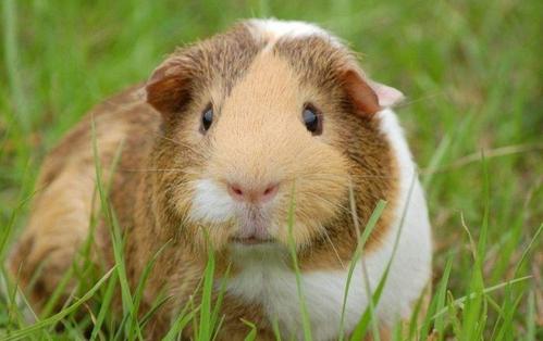 点击大图看下一张：青青草地里的豚鼠图片欣赏
