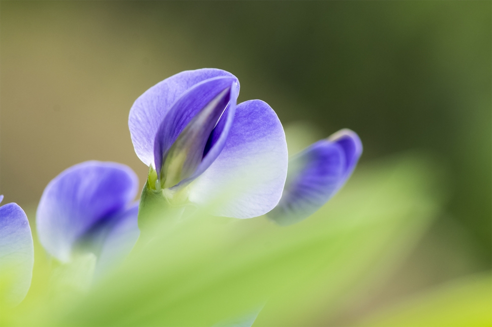 点击大图看下一张：一组紫色豌豆花图片欣赏