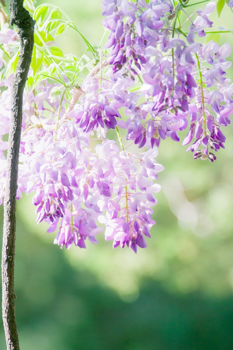 点击大图看下一张：庭院光影紫藤花图片欣赏