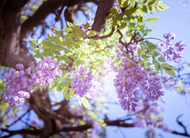 庭院光影紫藤花图片欣赏