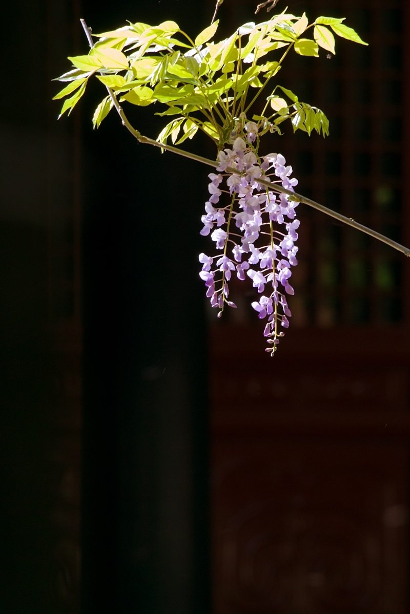 点击大图看下一张：庭院光影紫藤花图片欣赏