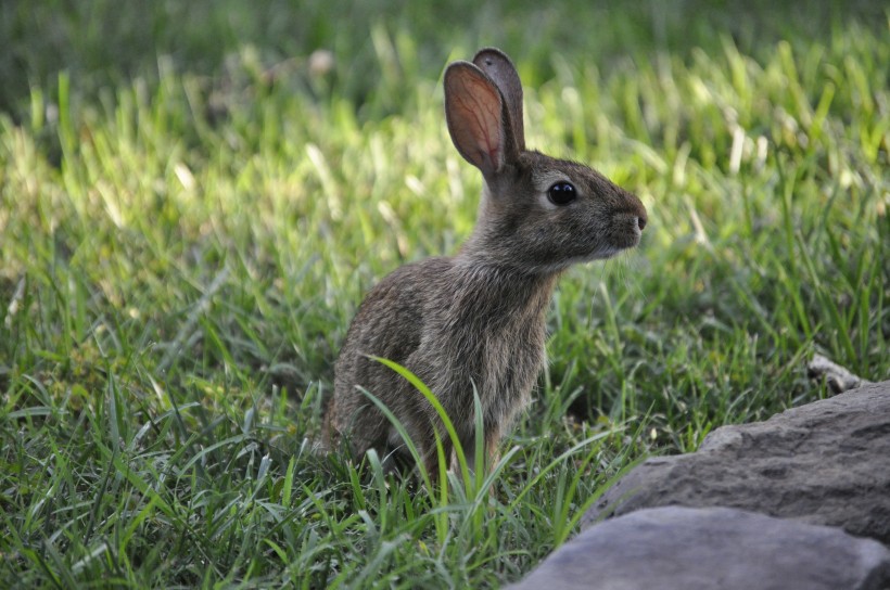 点击大图看下一张：机灵敏捷的小兔子图片