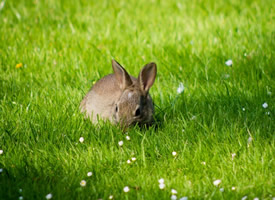 机灵敏捷的小兔子图片