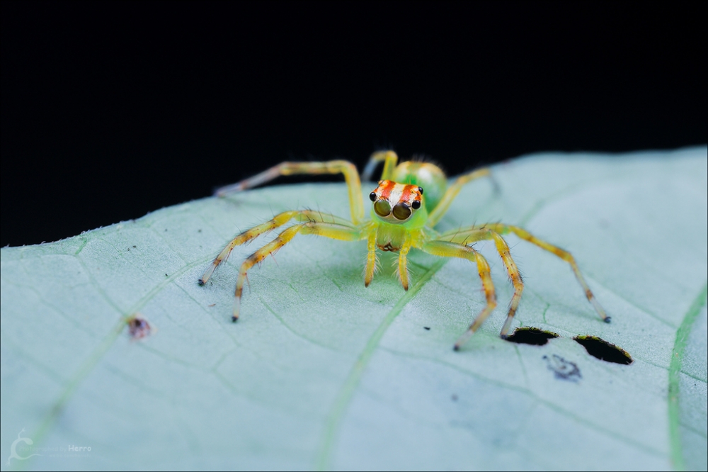 点击大图看下一张：来自热带雨林的白斑艾普蛛图片