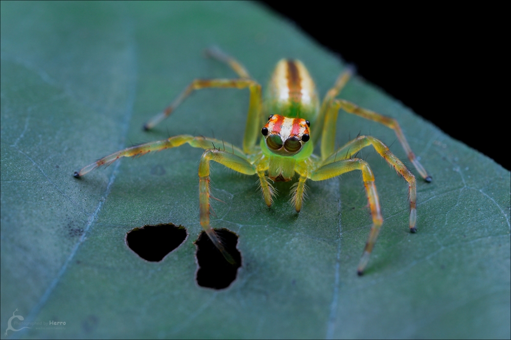 点击大图看下一张：来自热带雨林的白斑艾普蛛图片