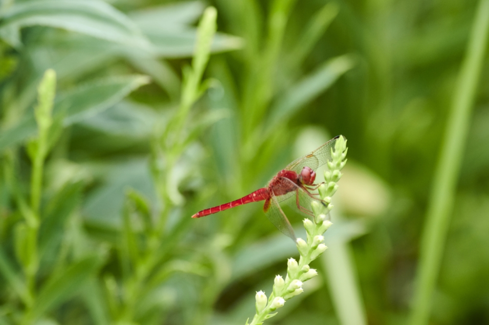 点击大图看下一张：立在花枝上的红色蜻蜓图片