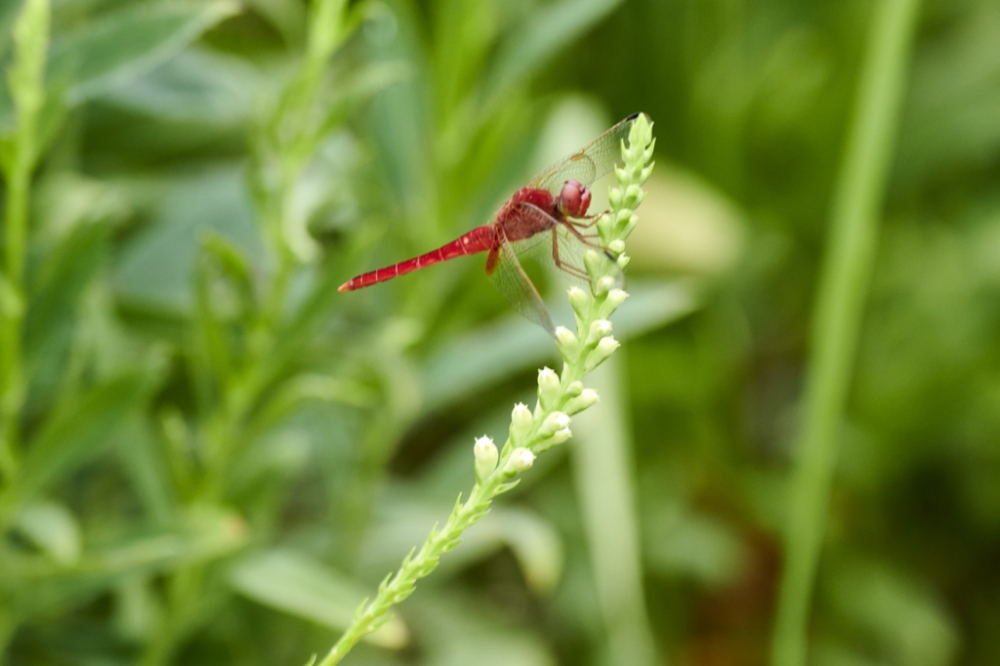 点击大图看下一张：立在花枝上的红色蜻蜓图片