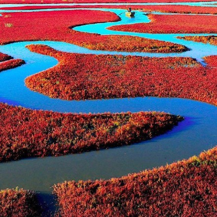 点击大图看下一张：中国盘锦红海滩，最壮丽的生命奇观