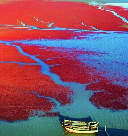 点击大图看下一张：中国盘锦红海滩，最壮丽的生命奇观