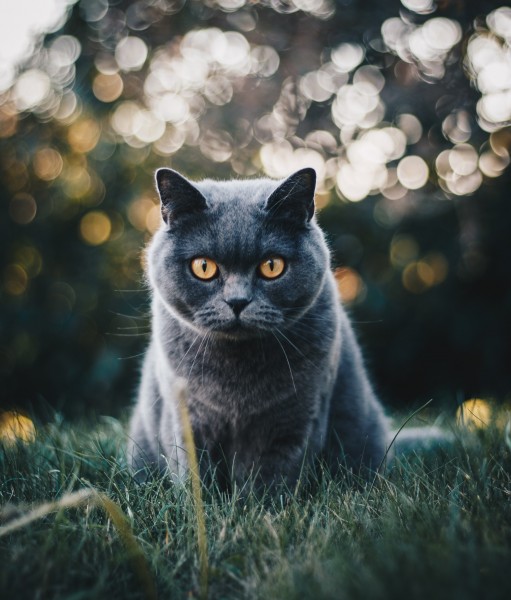 点击大图看下一张：身手敏捷的俄罗斯蓝猫图片