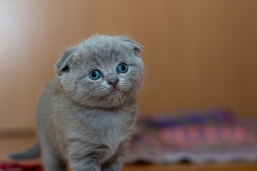 点击大图看下一张：身手敏捷的俄罗斯蓝猫图片