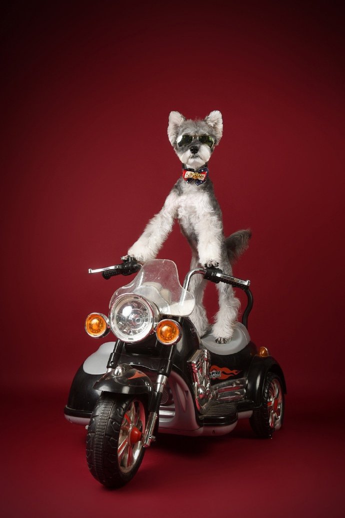 点击大图看下一张：在摩托车上酷酷的雪纳瑞图片