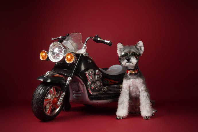 点击大图看下一张：在摩托车上酷酷的雪纳瑞图片