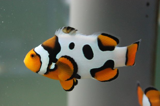 点击大图看下一张：活波可爱的小丑鱼