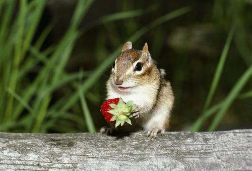点击大图看下一张：春天里可爱的花栗鼠图片