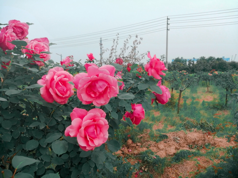 点击大图看下一张：种植园里的玫瑰花已盛开图片