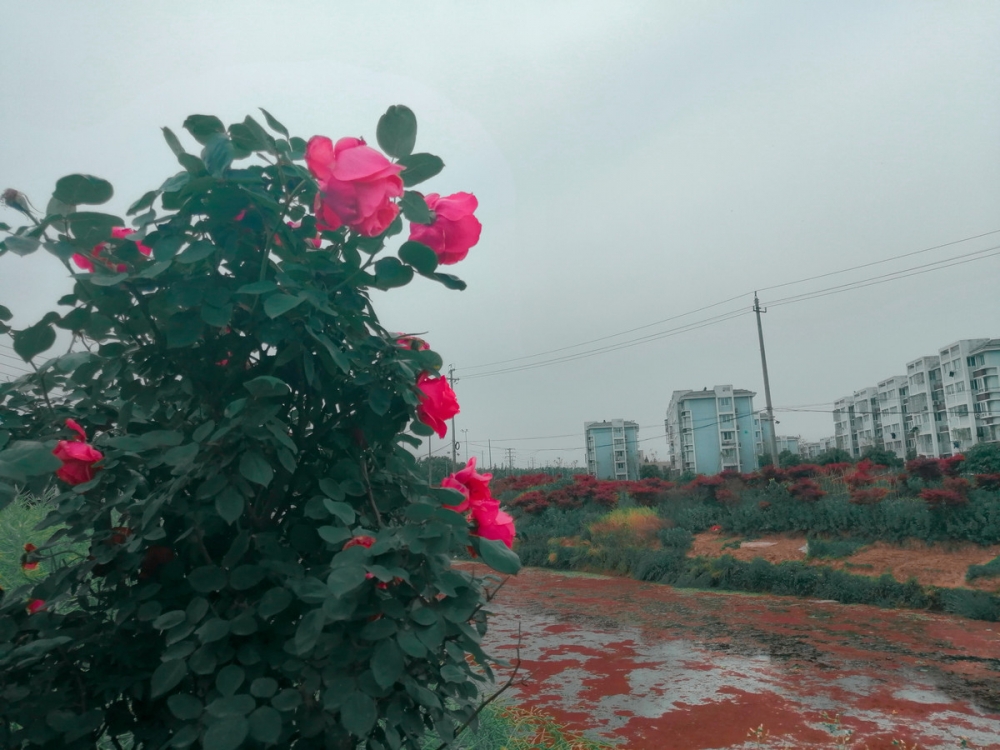 点击大图看下一张：种植园里的玫瑰花已盛开图片
