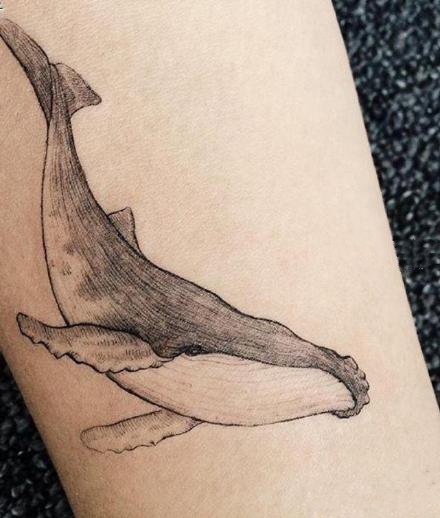 点击大图看下一张：好看的一组小清新鲸鱼和海豚纹身图案
