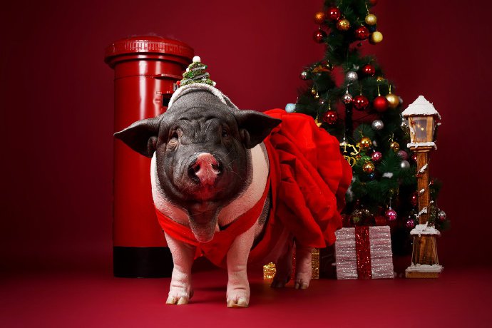 点击大图看下一张：猪猪年得有特别的猪猪圣诞祝福