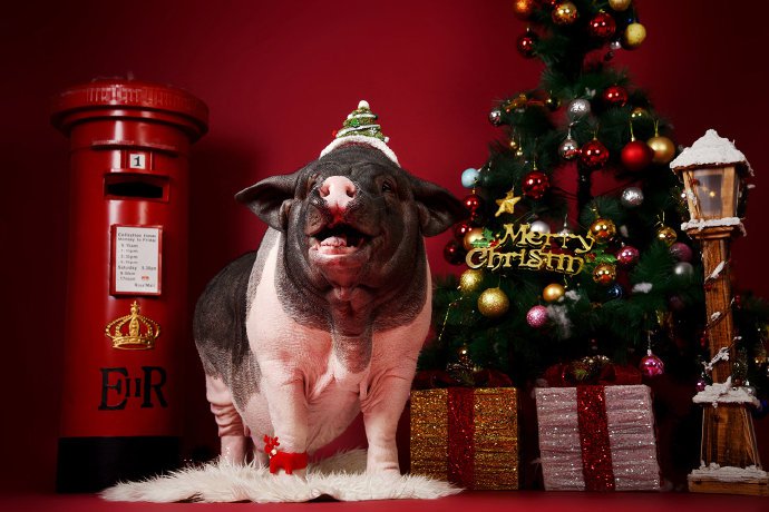 点击大图看下一张：猪猪年得有特别的猪猪圣诞祝福