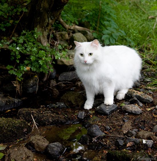 点击大图看下一张：挪威森林猫图片