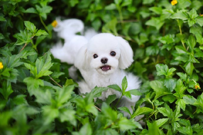 点击大图看下一张：一组活泼好动的纯白色马尔济斯犬