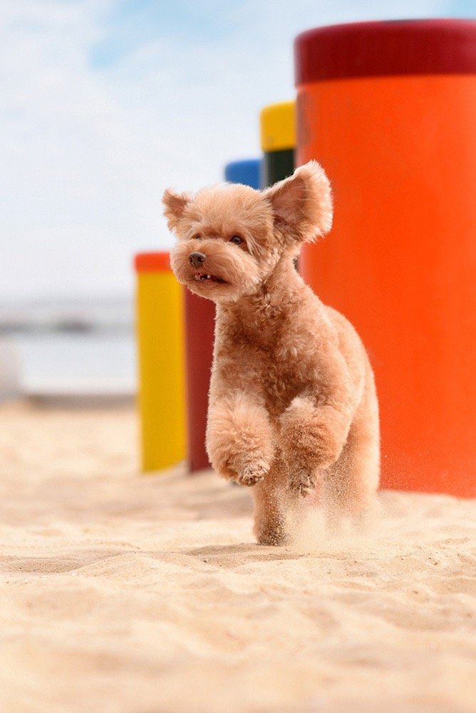 点击大图看下一张：厦门风景拍摄的泰迪狗狗