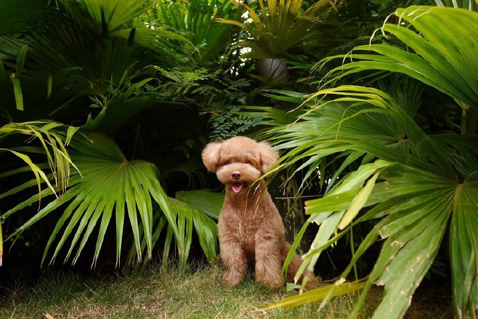 点击大图看下一张：厦门风景拍摄的泰迪狗狗