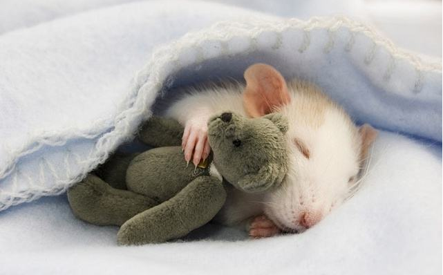 点击大图看下一张：喜欢睡懒觉的小老鼠图片