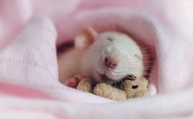 点击大图看下一张：小小只的可爱小老鼠图片