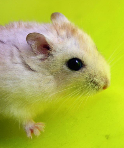 点击大图看下一张：小小只的可爱小老鼠图片