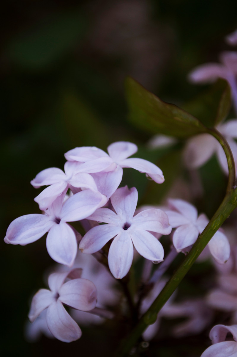 点击大图看下一张：唯美紫色丁香花图片欣赏