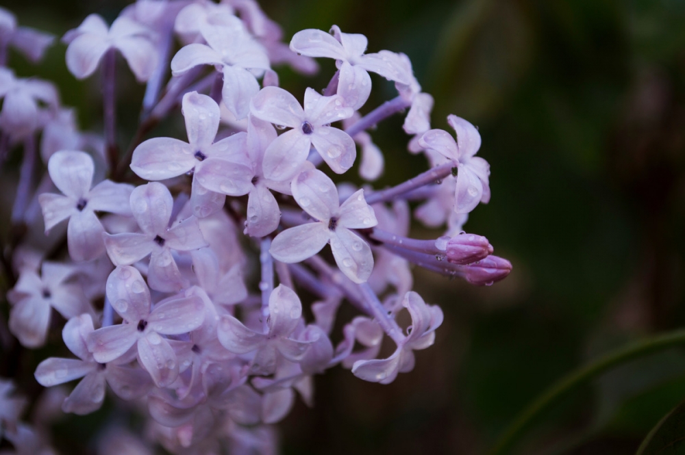 点击大图看下一张：唯美紫色丁香花图片欣赏