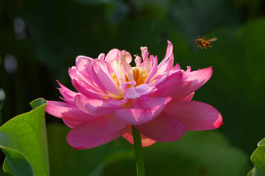 点击大图看下一张：蜜蜂在荷花上飞的美景图片