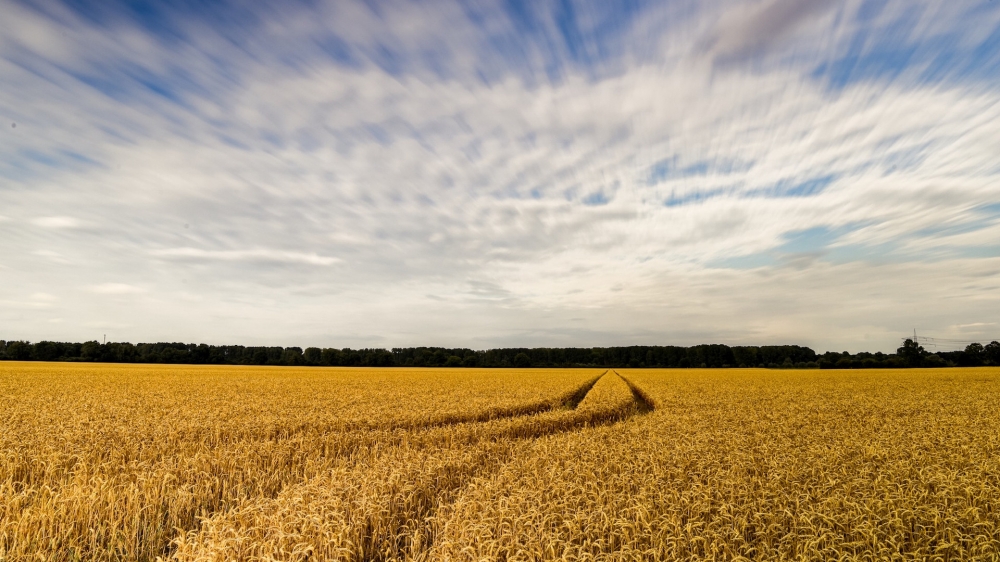 点击大图看下一张：秋季金色的麦田风景图片