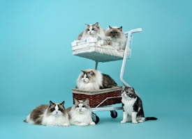 一组猫猫的全家福图片欣赏