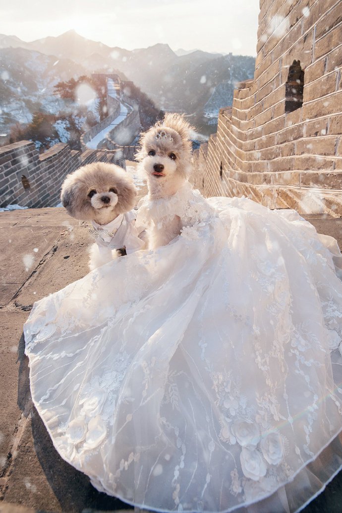 点击大图看下一张：一组狗狗浪漫的婚纱照图片