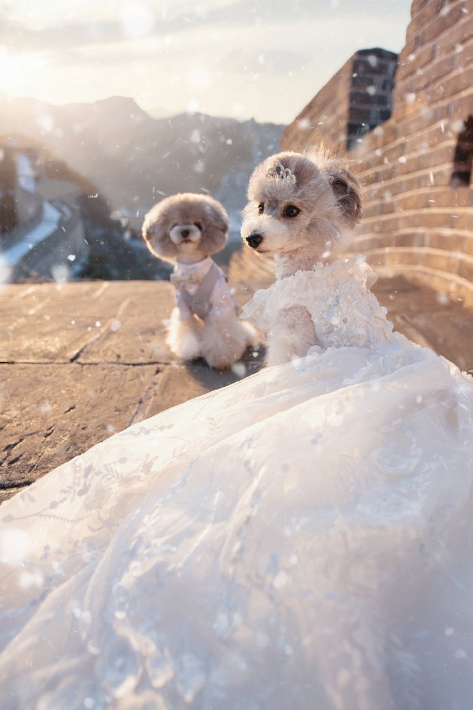 点击大图看下一张：一组狗狗浪漫的婚纱照图片