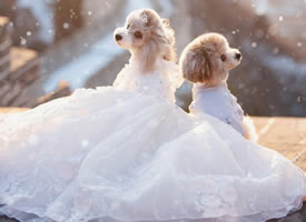 一组狗狗浪漫的婚纱照图片