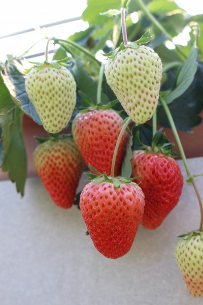 点击大图看下一张：还没成熟的草莓图片欣赏